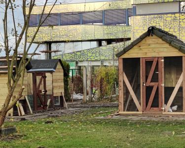 Leerlingen maken nieuw kippenhok en konijnenhok in de schooltuin.